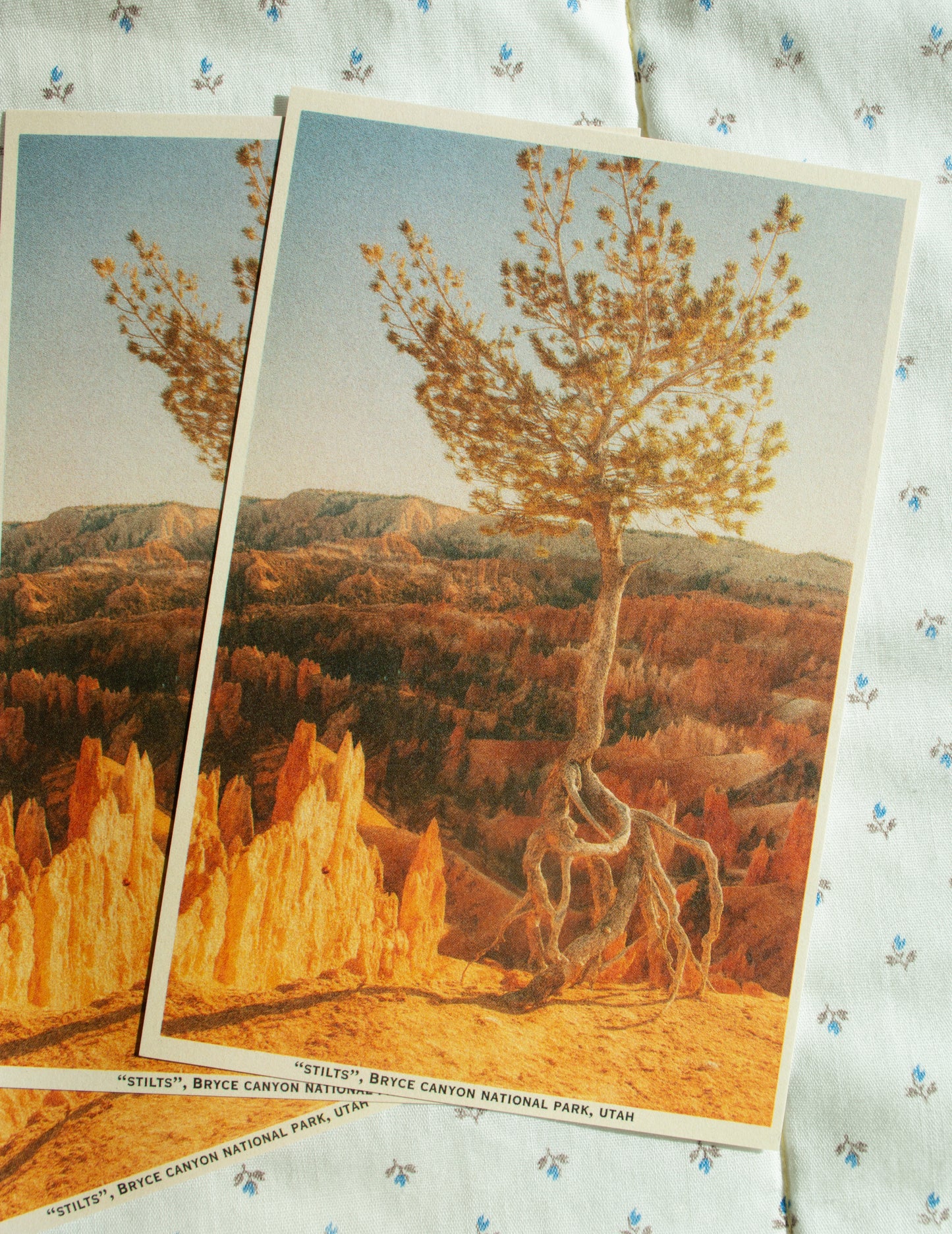 Vintage Inspired Film 4x6 Postcards