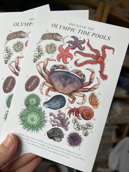 Vintage Inspired 4x6 Postcards