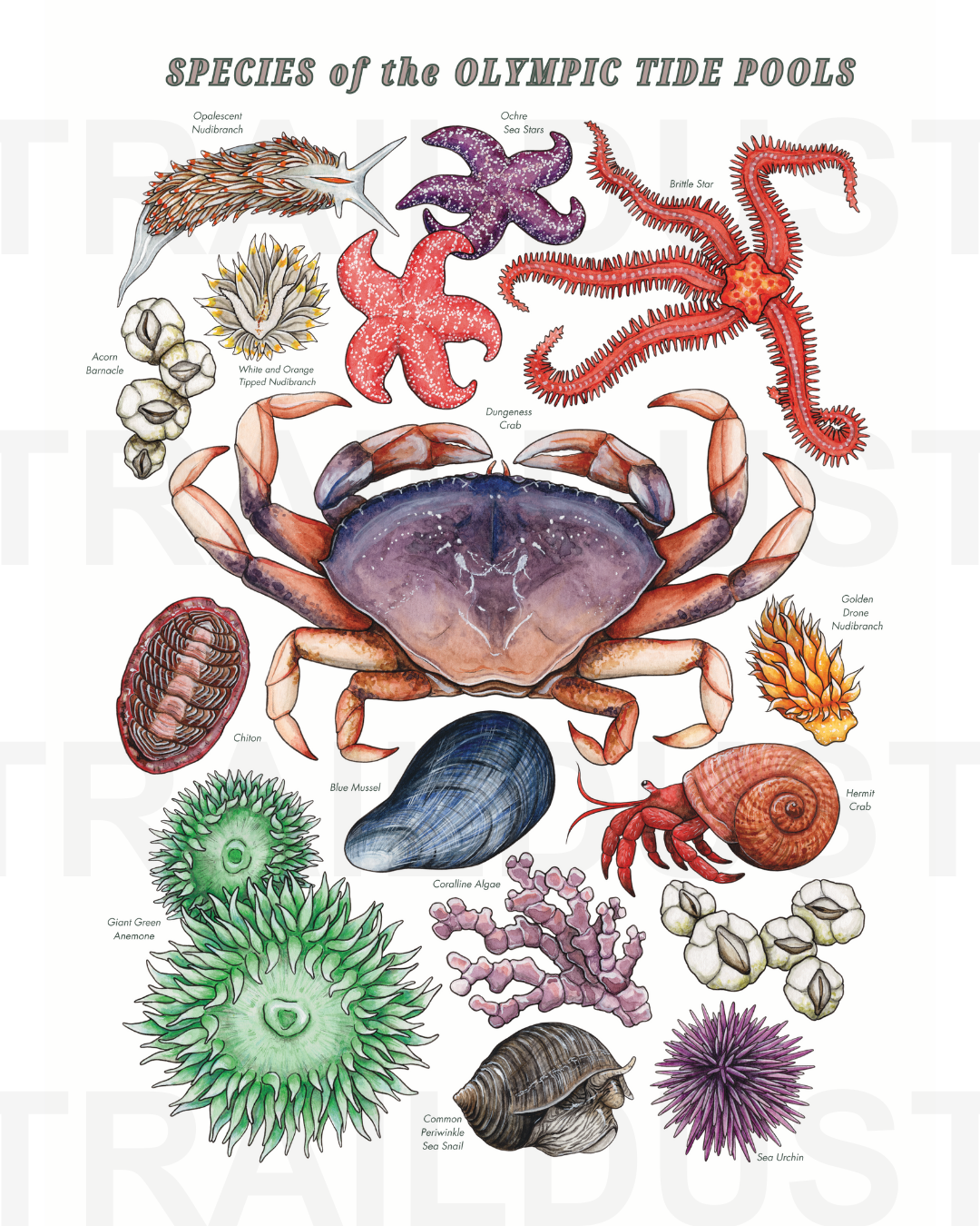 Olympic Tide Pools T-Shirt